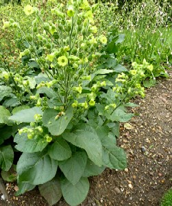 Nicotiana rustica Plant